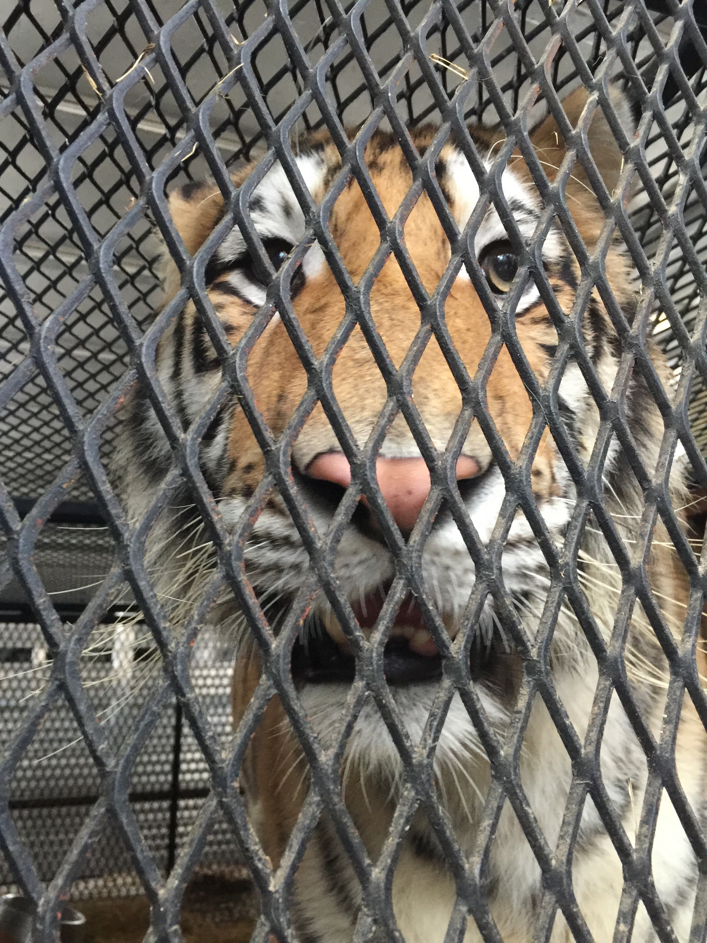 A tiger discovered in what was thought to be an abandoned Houston home was rescued by the city's animal shelter, after an intruder called authorities. (Lara Cottingham)
