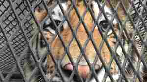 Woman Breaks Into Houston Home To Smoke Pot And Is Greeted By A Tiger