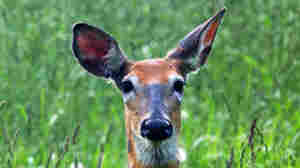 Hungry Deer May Be Changing How Things Sound In The Forest