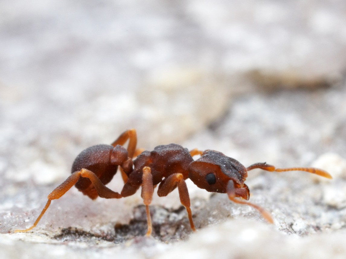 Scientists have isolated a molecule with disease-fighting potential in a microbe living on a type of fungus-farming ant (genus <em>Cyphomyrmex). </em>The microbe kills off other hostile microbes attacking the ants' fungus, a food source. (Courtesy of Alexander Wild/University of Wisconsin)