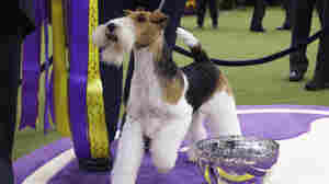It's Good To Be King: Wire Fox Terrier Wins Westminster Dog Show