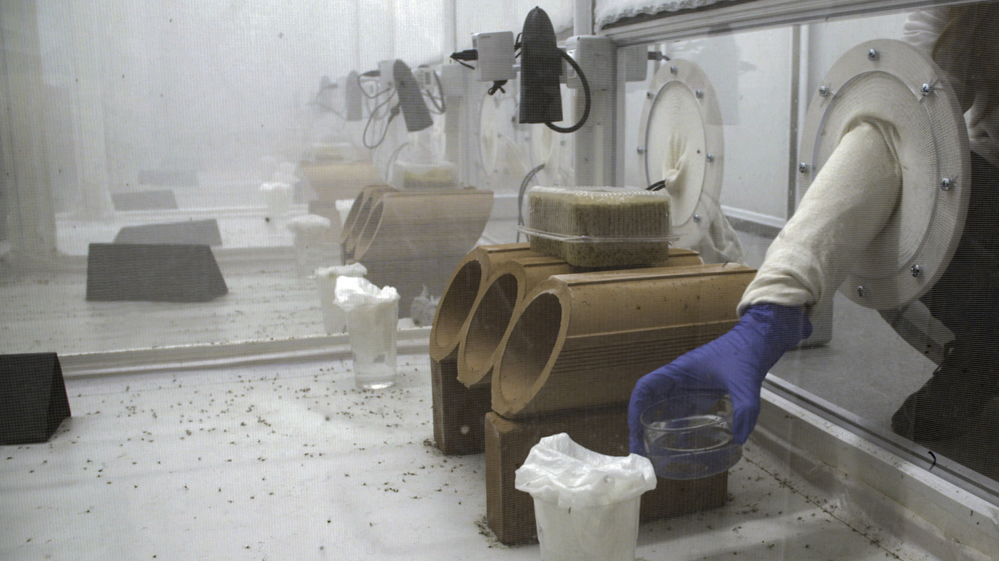 Controversial GMO Mosquito Experiment To Fight Malaria Kicks Off : Goats and Soda : NPR