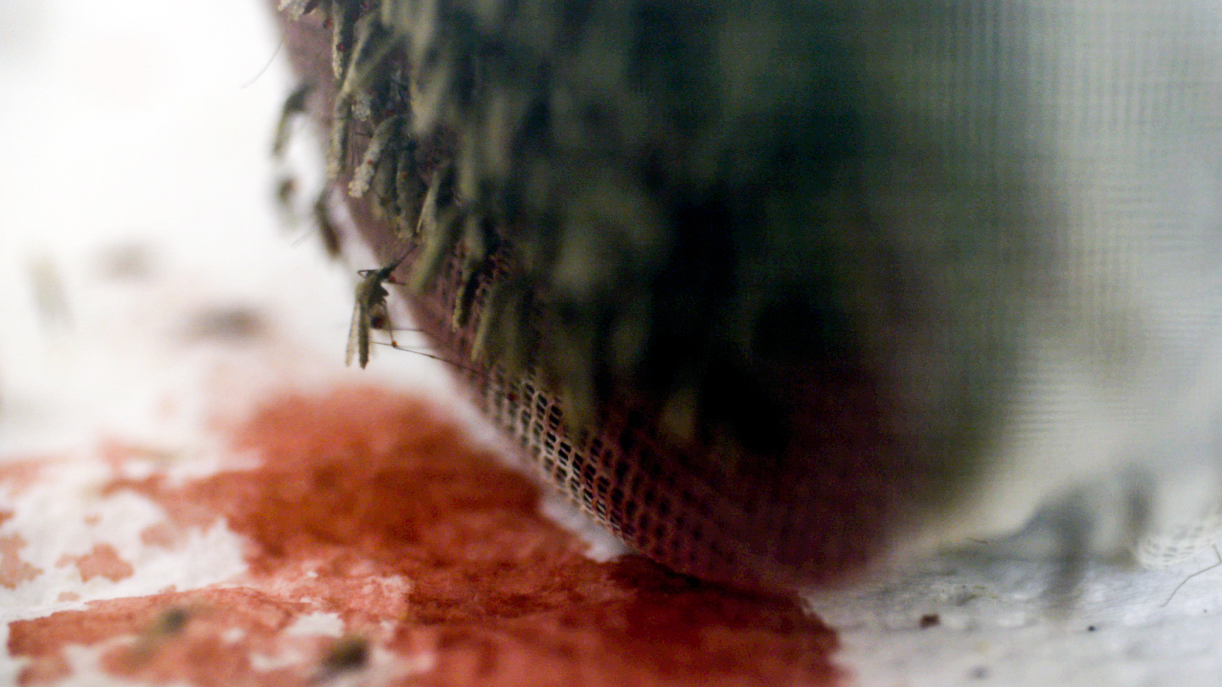 Genetically modified &quot;gene drive&quot; mosquitoes feed on warm cow's blood. Scientists hope these mosquitoes could help eradicate malaria. (Pierre Kattar for NPR)