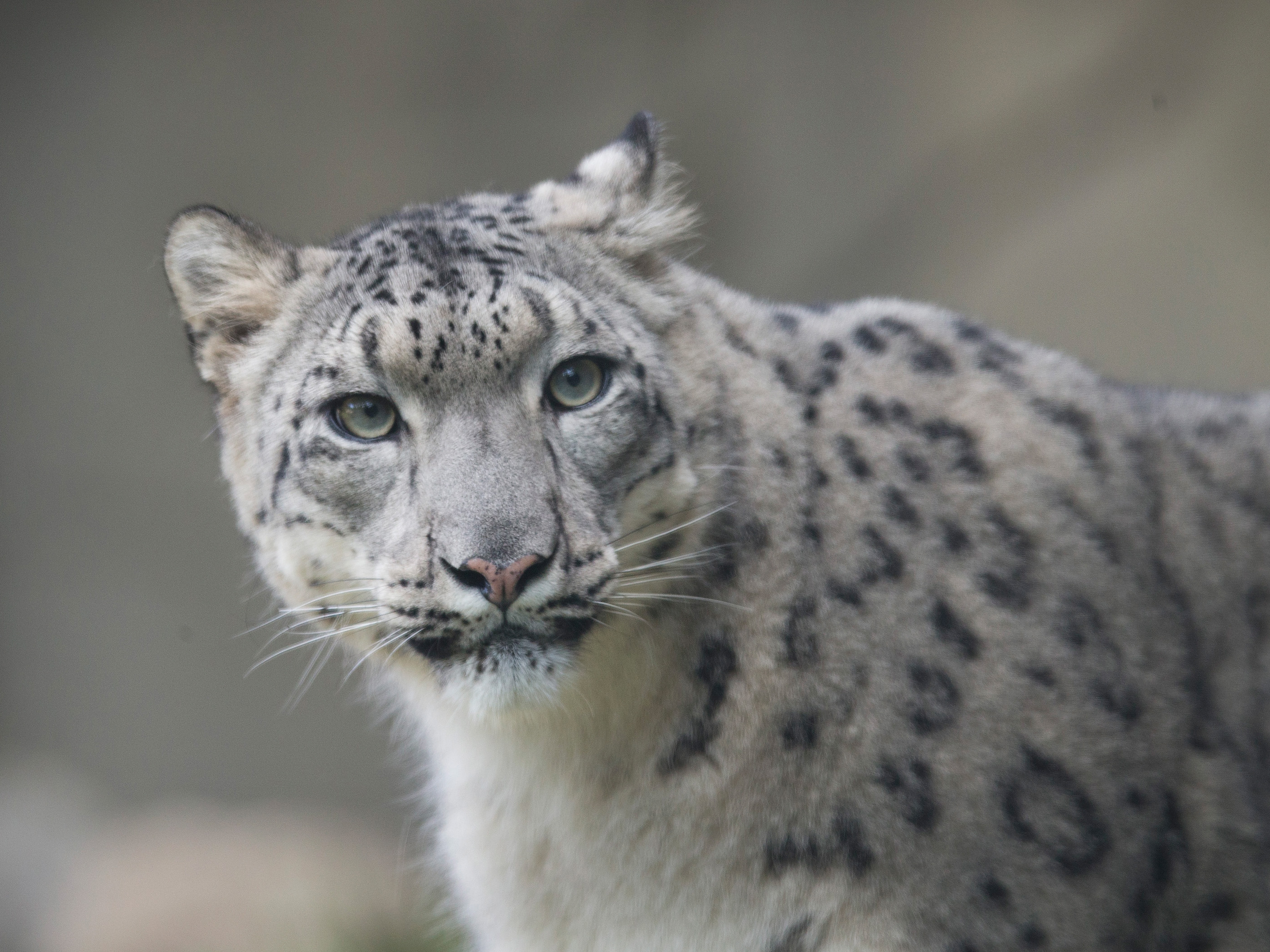 A Key To Peace In Afghanistan? Consider Conservation, Says One Scientist