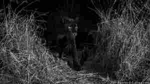 Rare, Elusive Black Leopard Caught On Camera In The Wild
