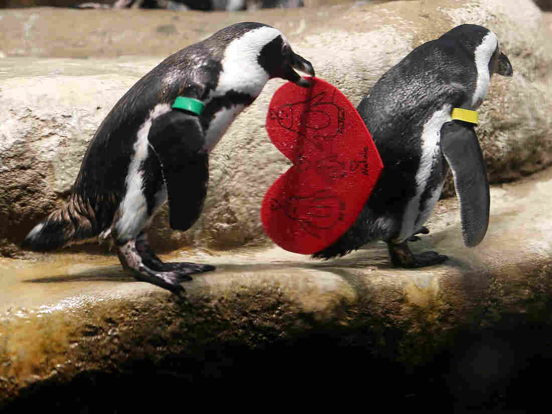 Love Letters