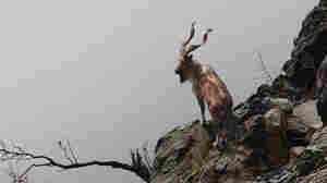 A U.S. Hunter Paid $110,000 To Shoot A Pakistani Goat