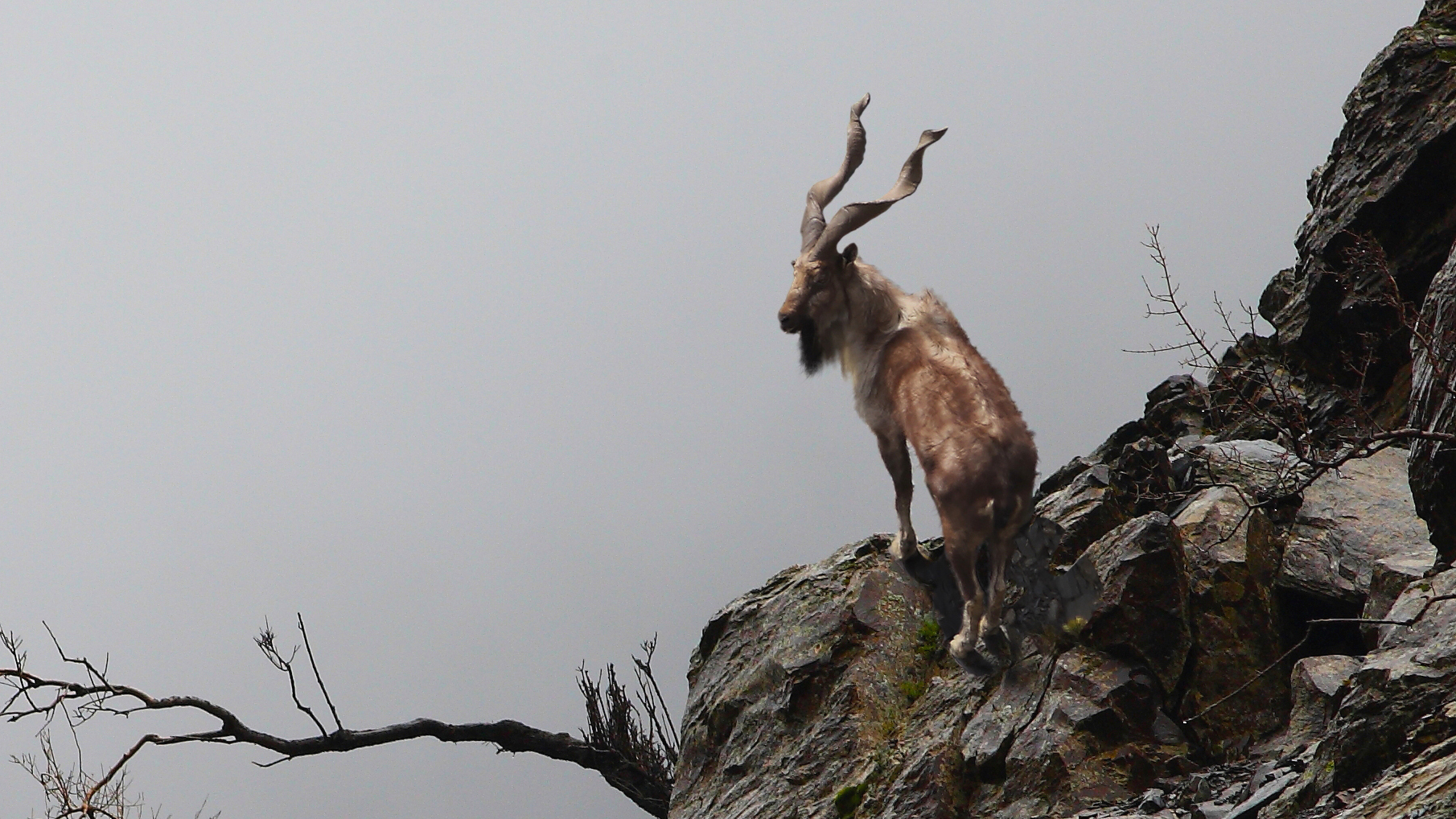 Markhor national animal information