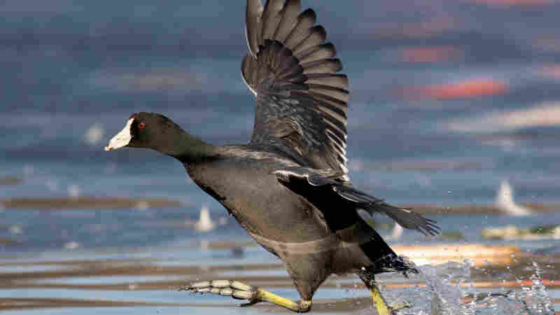 Talkin' Birds: The Great Backyard Bird Count
