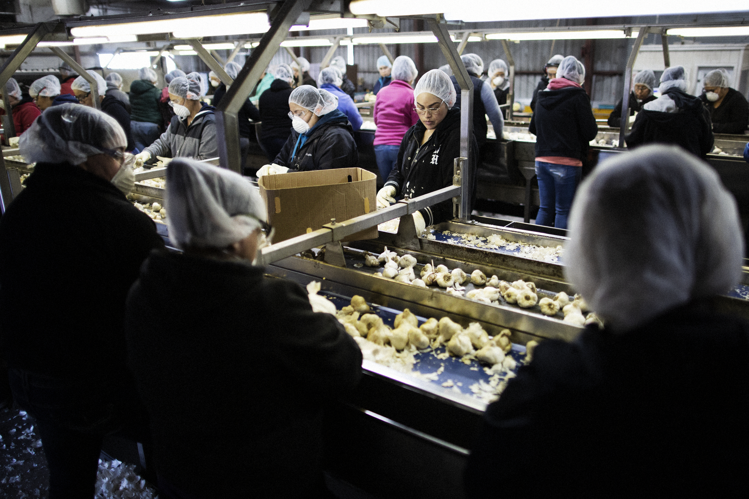 Workers pull out cosmetically defective garlic (that will be processed separately) at the Christopher Ranch processing plant in Gilroy, Calif. About 6 percent of its garlic is bought from China; the rest is homegrown. (Talia Herman for NPR)