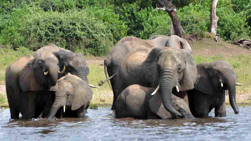 Botswana Weighs Lifting Hunting Ban, With Eye On Reducing Elephant Population