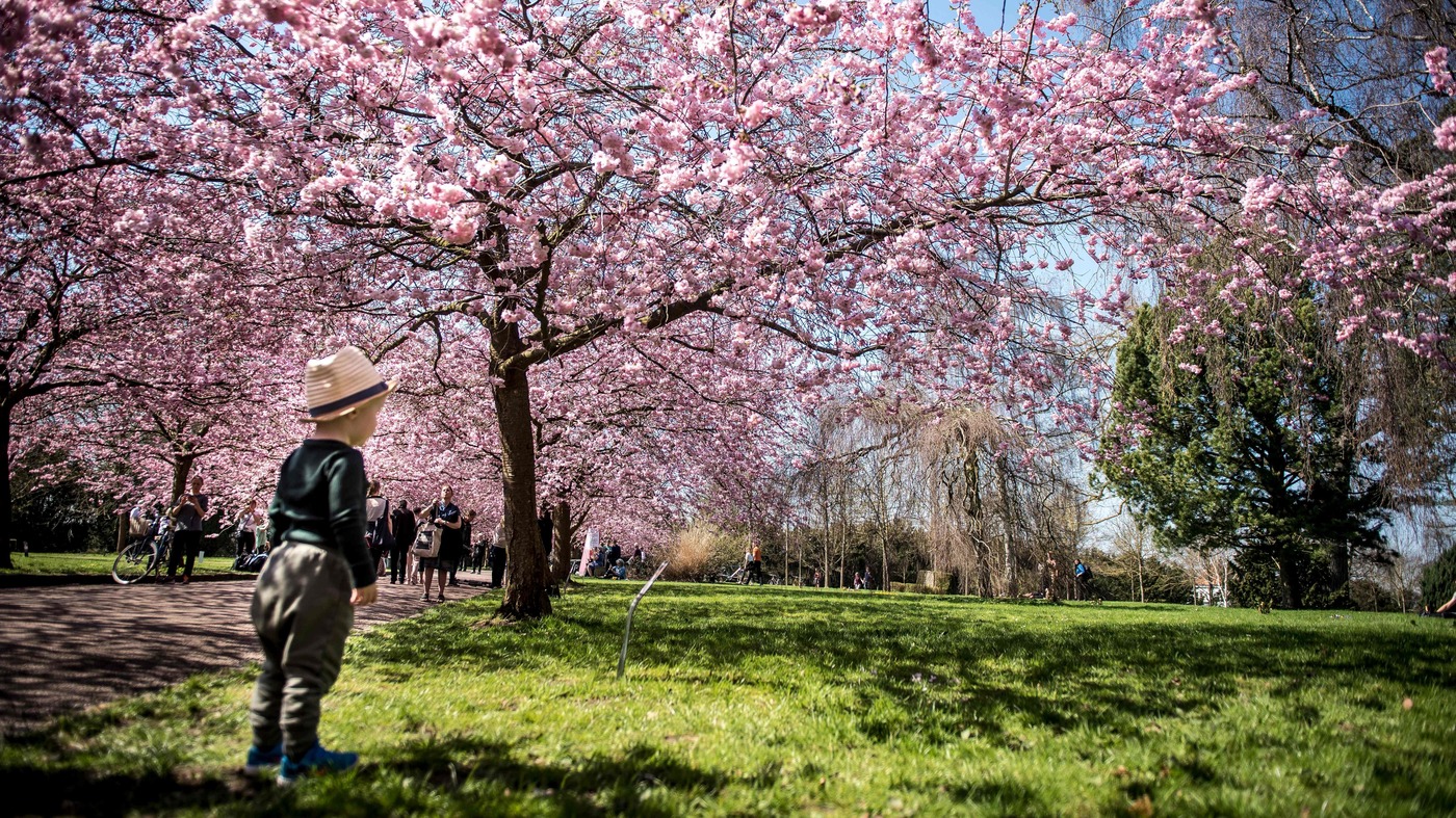 Access To Parks In Childhood Associated With Better Adult Mental