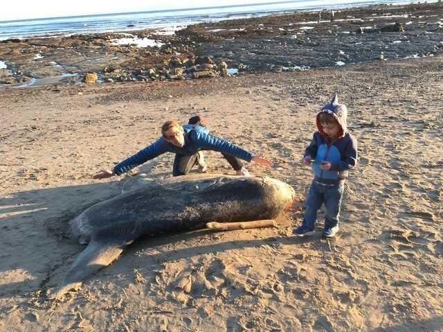 Huge creature found on CA beach likely died of old age