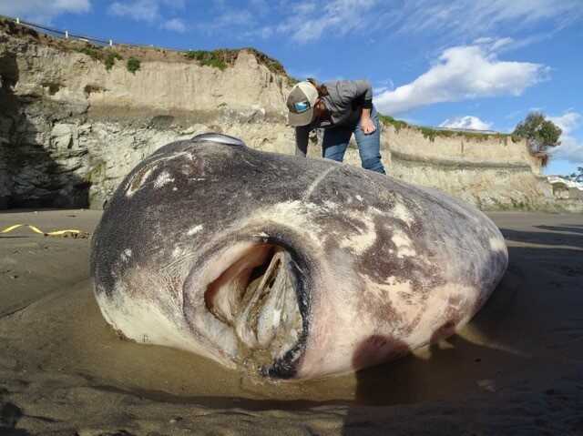 Huge creature found on CA beach likely died of old age