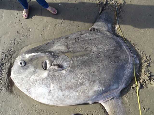 Scientists Shocked By Rare, Giant Sunfish Washed Up On California