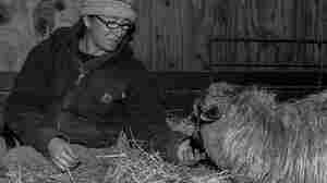 After Combat, A Veteran Finds Solace In Sheep Farming