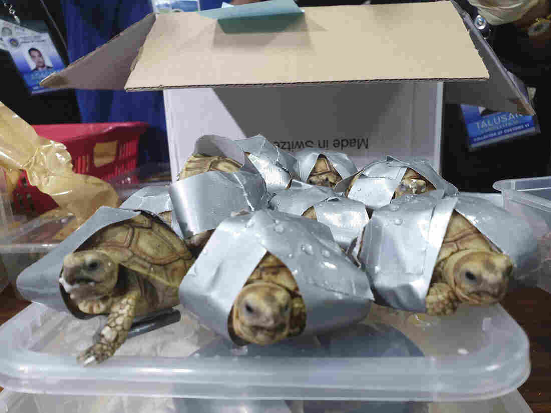 More Than 1,500 Smuggled Turtles And Tortoises Found At Philippine Airport