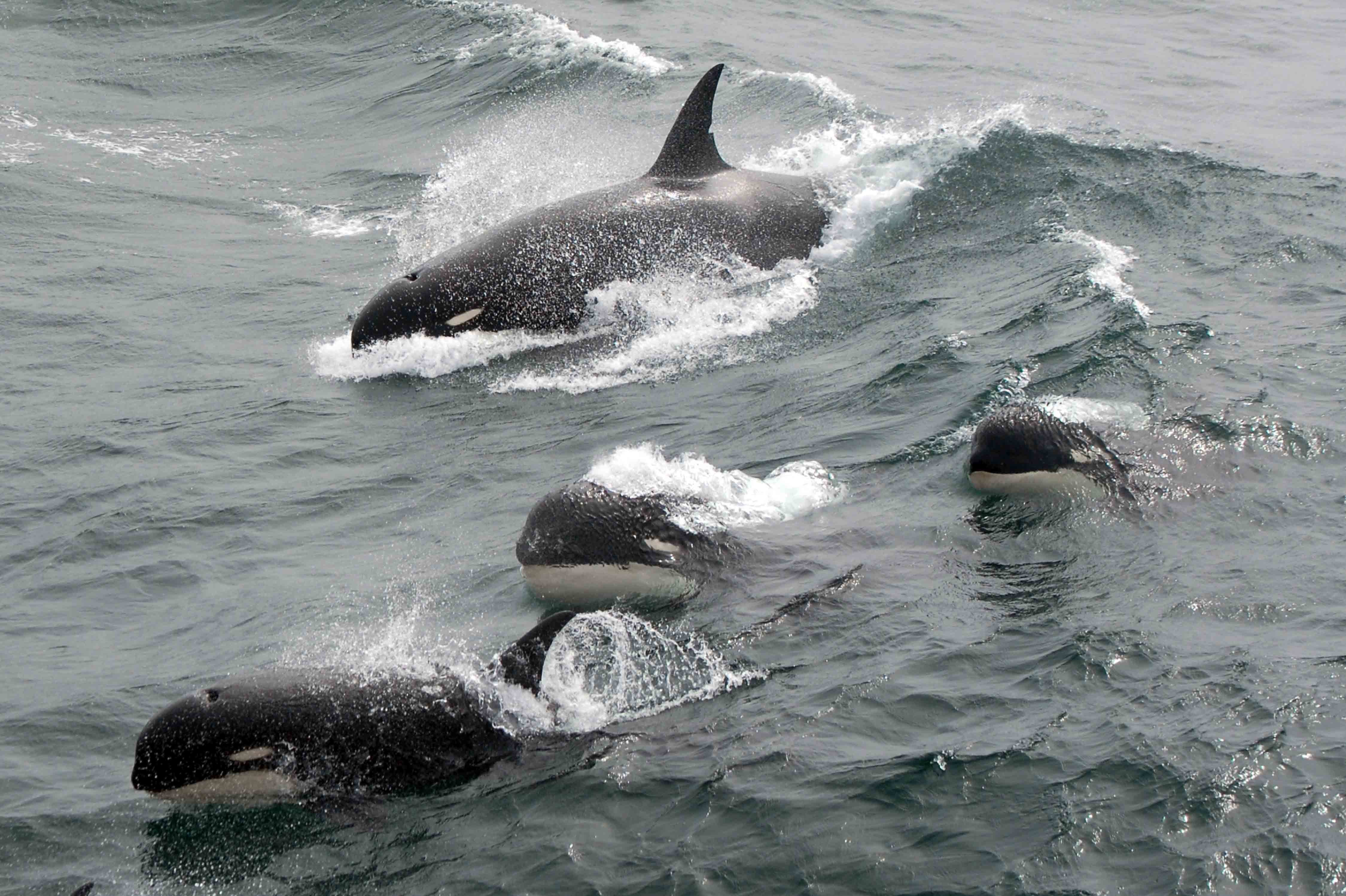 Mysterious type of killer whales, sought after for years, found in southern ocean