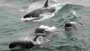 Mysterious Type Of Killer Whale, Sought After For Years, Found In Southern Ocean