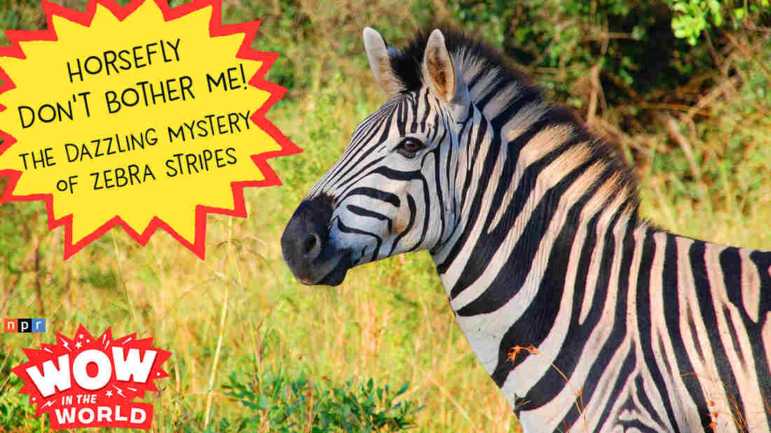 Guy Raz and his horse Bucky just got back from a frustrating riding lesson. Mindy is on the roof of her gingerbread mansion dressed as a horsefly. And Dennis is, well....just being Dennis. And before this episode is over, YOU will know the newly discovered reason behind why Zebras have stripes!