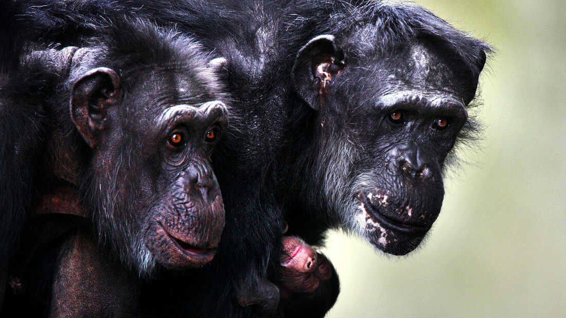 What's Really Keeping Monkeys From Speaking Their Minds? Their