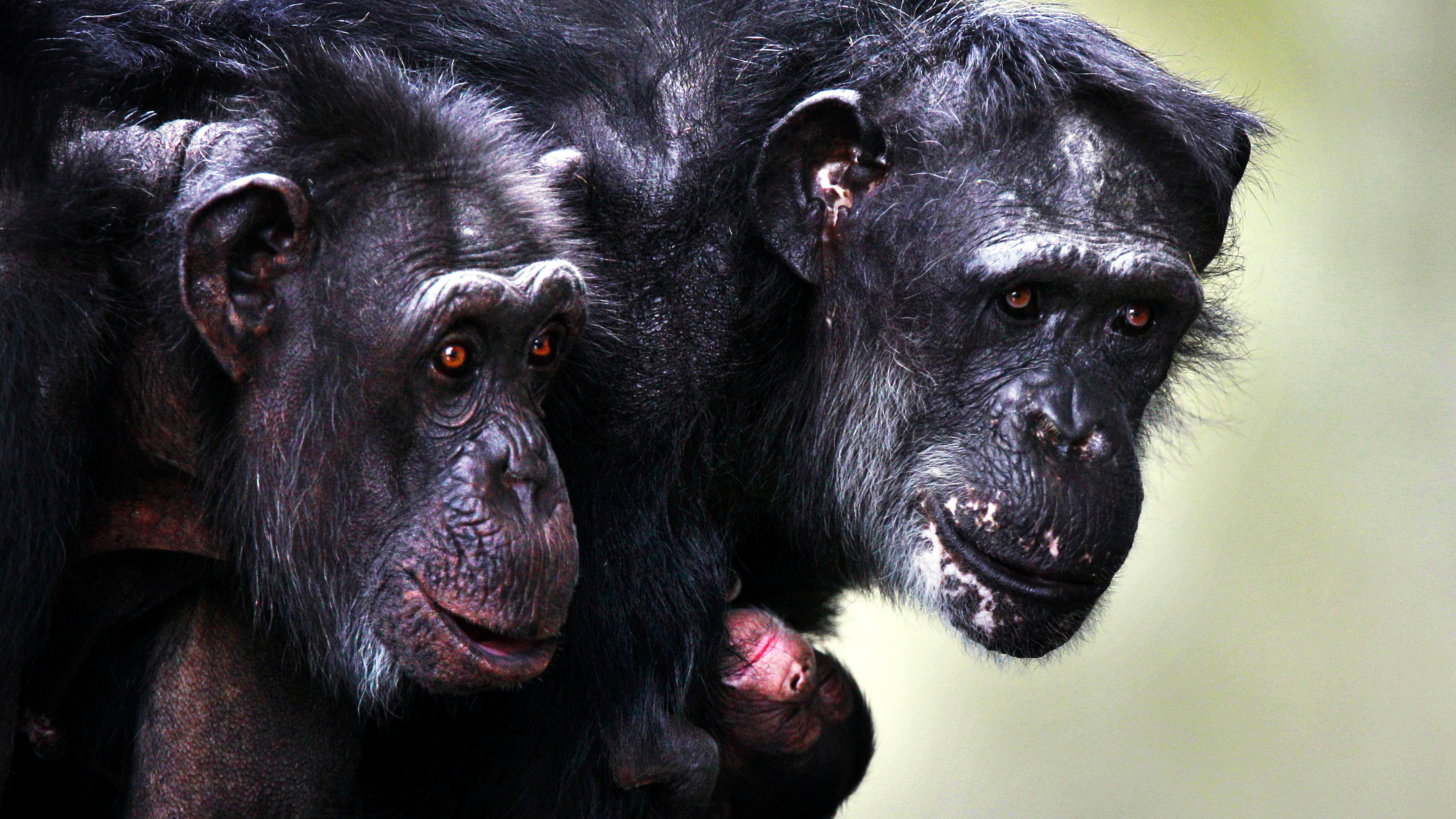 A chimpanzee hugs her newborn at Burgers