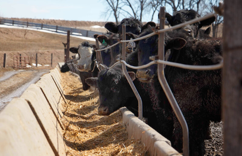 How Some In Beef Industry Are Bucking Antibiotics Use The Salt Npr