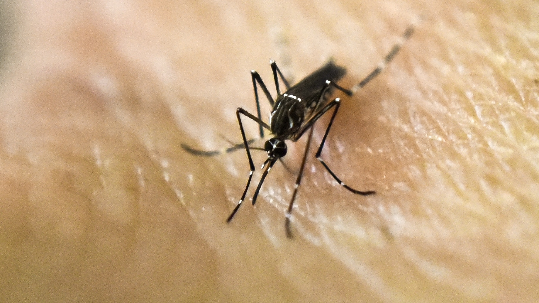 The Ultimate Guide to Getting Rid of Mosquitoes at Home 