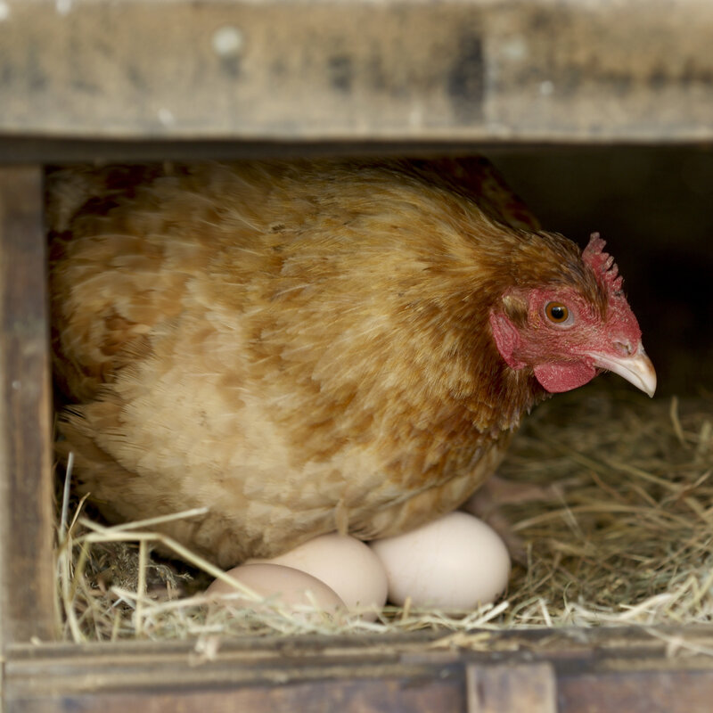 We Are Swamped Coronavirus Propels Interest In Raising Backyard Chickens For Eggs Npr We Are Swamped Coronavirus Propels Interest In Raising Backyard Chickens For Eggs Npr