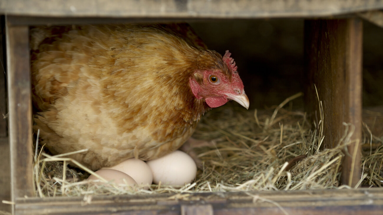 Too Many Eggs For One Basket! Backyard Chicken Farmers Scramble To Give Them Away