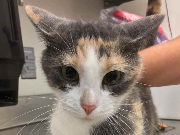 The United States Department of Agriculture announced on Tuesday it will discontinue a research program that involved killing thousands of cats. The agency has been under pressure to put an end to the program. (White Coat Waste Project)
