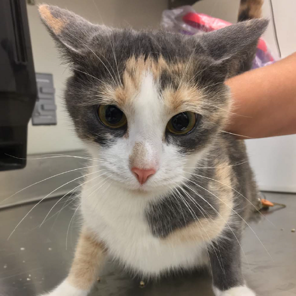 USDA Terminates Deadly Cat Experiments, Plans To Adopt Out Remaining Animals