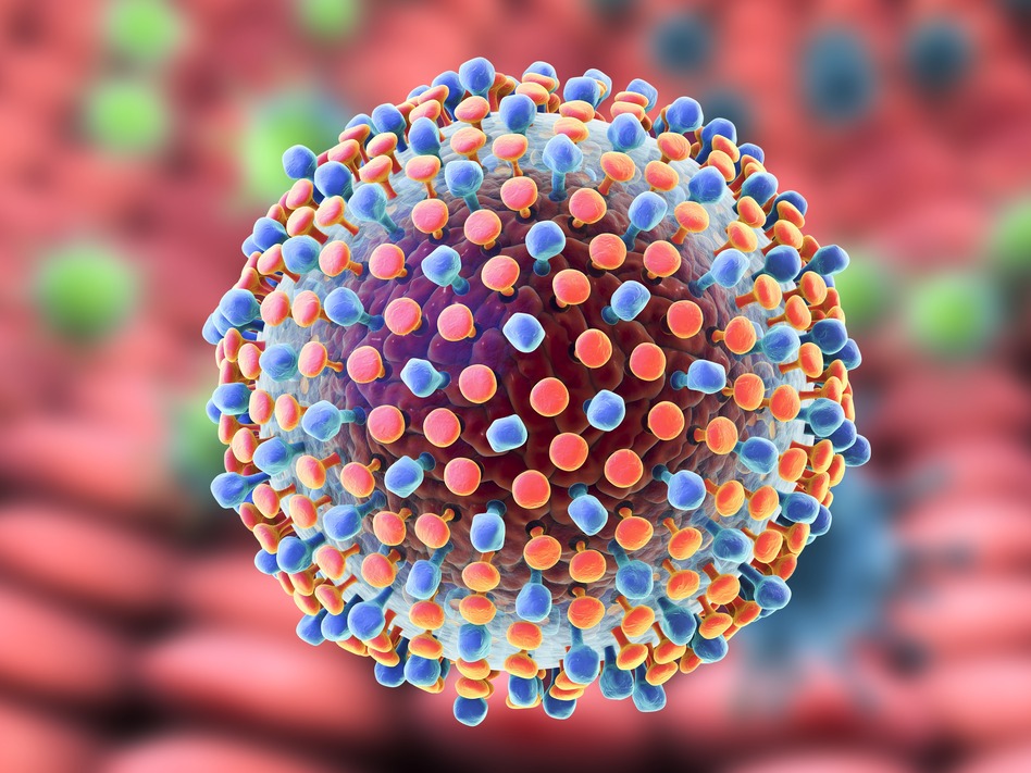 The presence of the hepatitis C virus in donated hearts and organs for transplantation wasn't an impediment for a successful result for recipients.