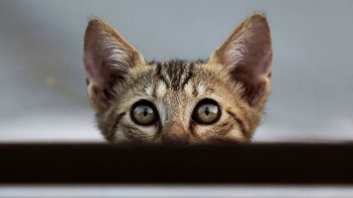 Cats React To Their Names, Study Finds NPR