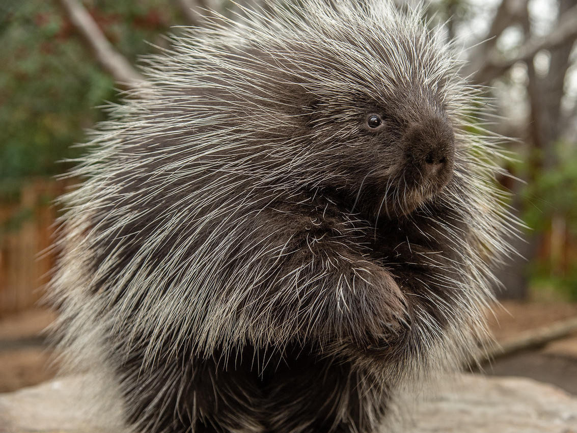 Porcupine Barbs For Better Wound Healing