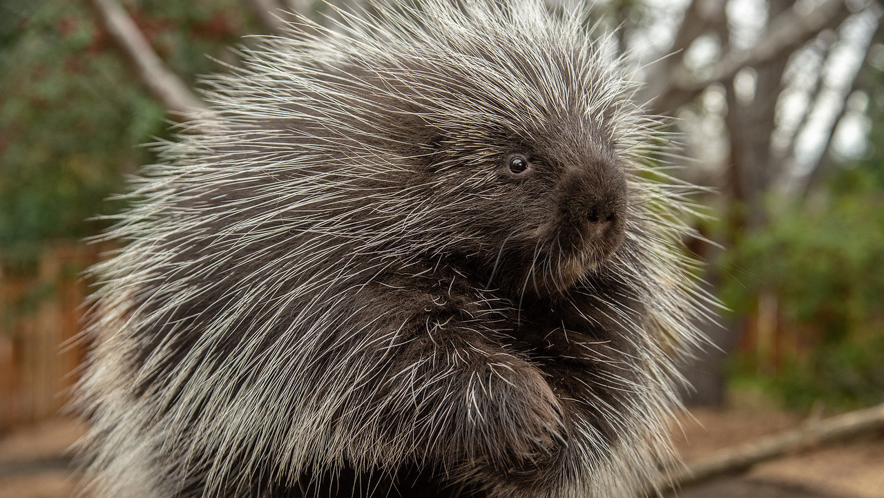 Name Animals With Quills