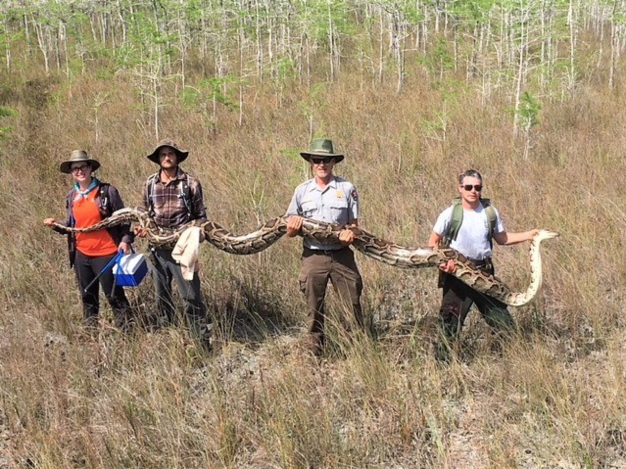 On Friday, Big Cypress National Preserve announced in a post to Facebook that its team of researchers had discovered a 17-foot python, the largest one ever to be removed from the swamp. (Screenshot by NPR)