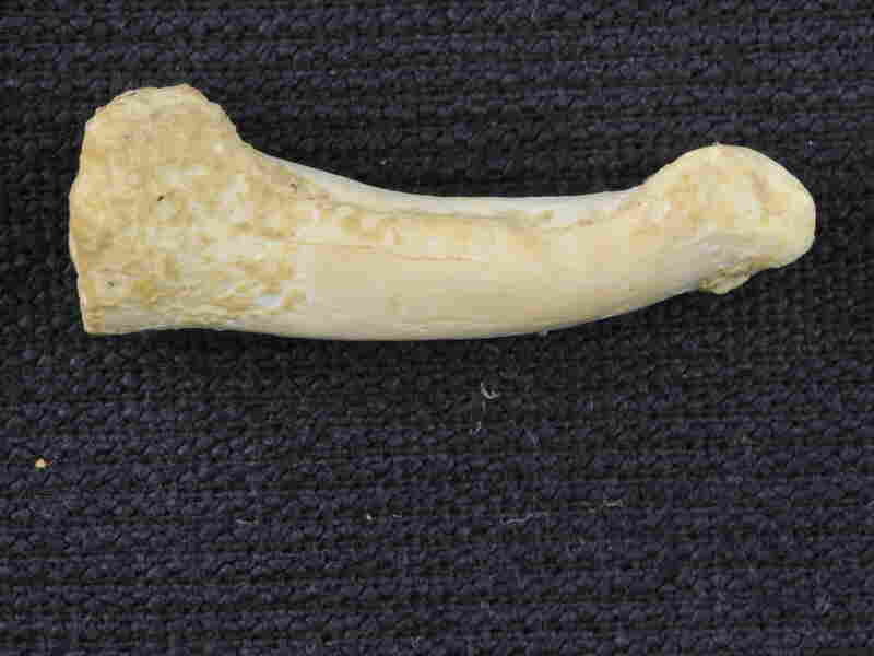 Bones from Philippine cave reveal a new human cousin
