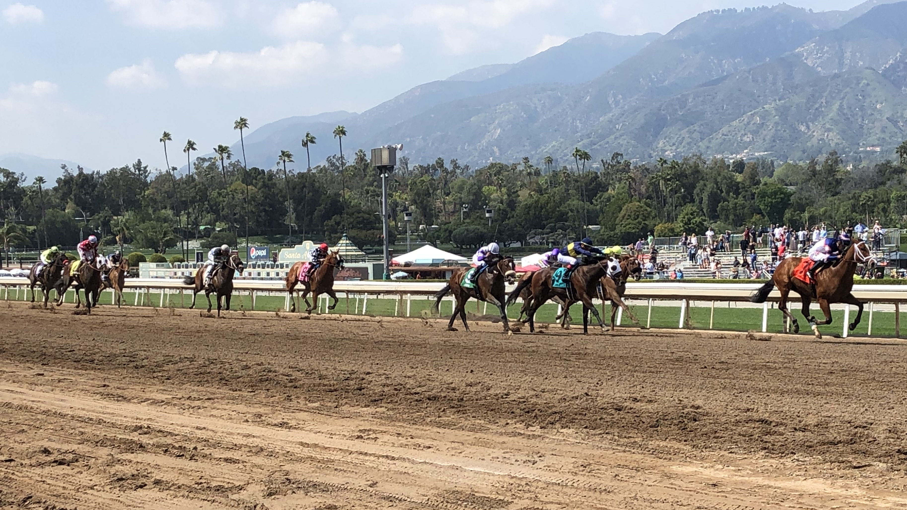 Horses and jockeys charge toward the finish of a race on Santa Anita Derby day. The Derby was the most prominent event on a schedule that included 11 horse races. (NPR)