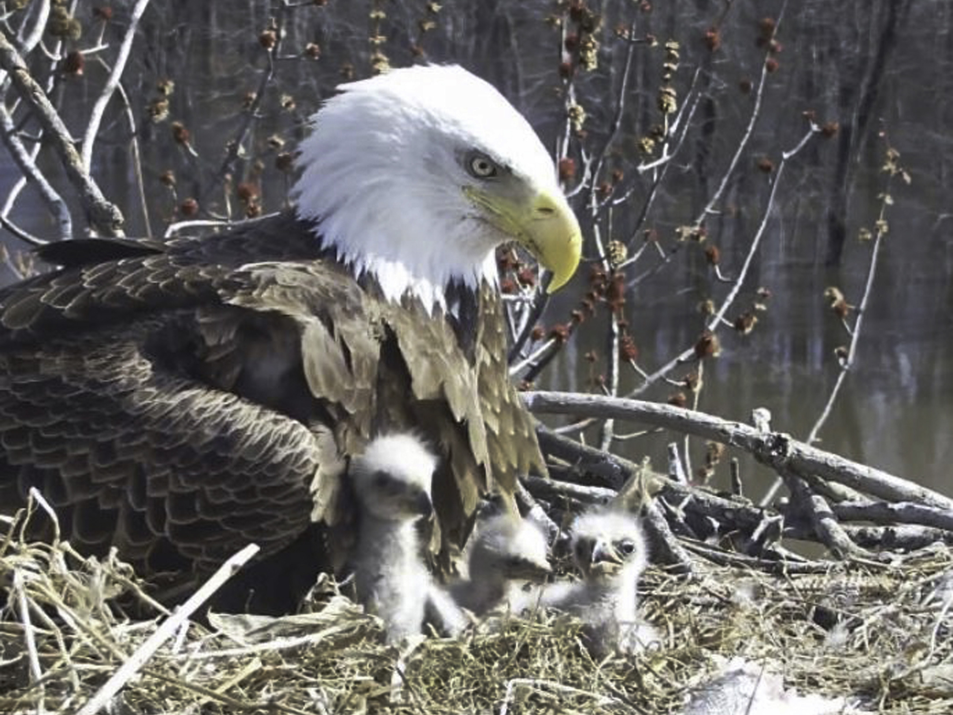An unusual family of bald eagles adds 3 eaglets
