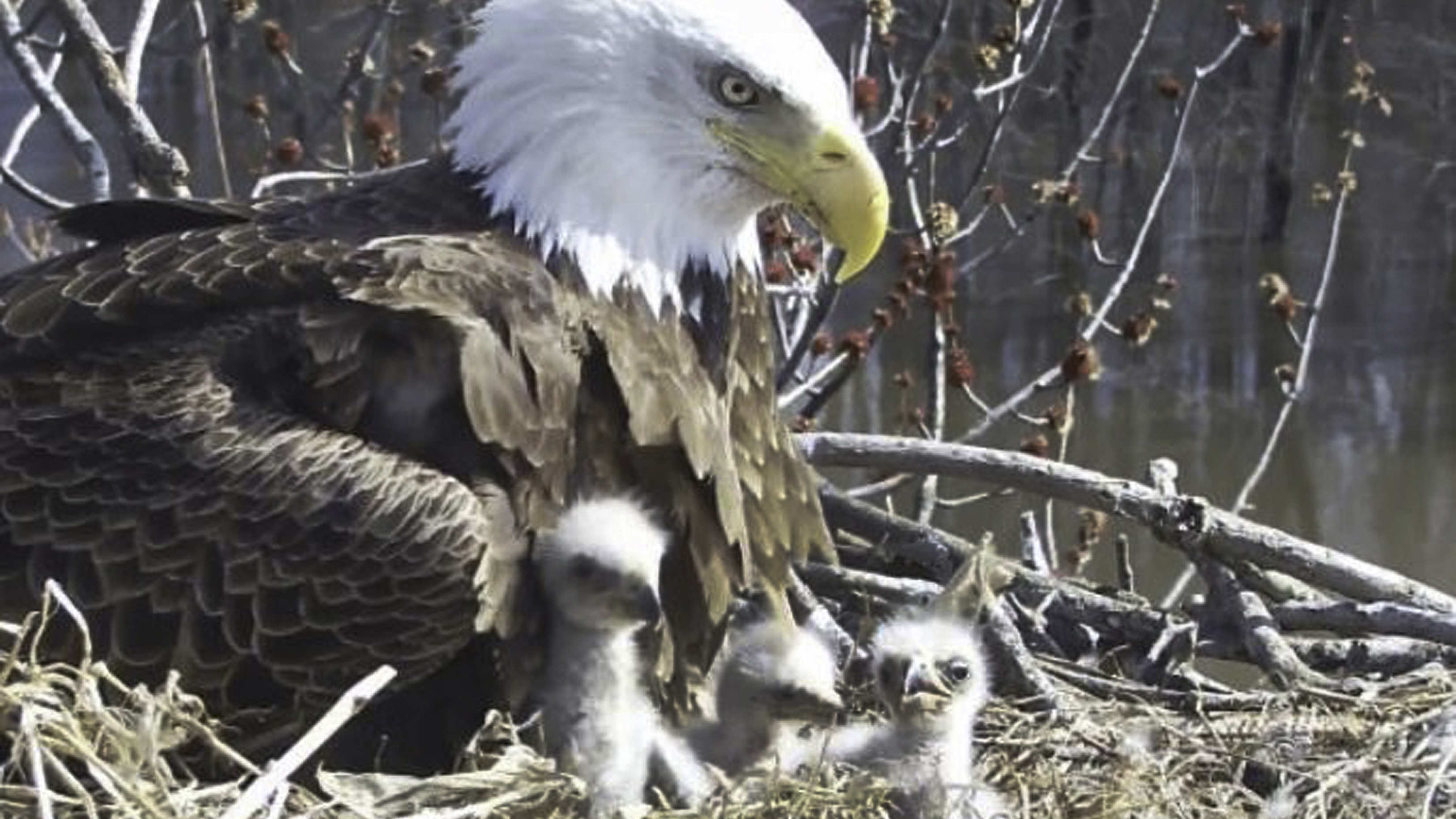 Trio Of Bald Eagles In Illinois Is Caring For Three Eaglets NPR