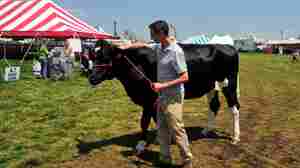 #644: How Much Does This Cow Weigh?