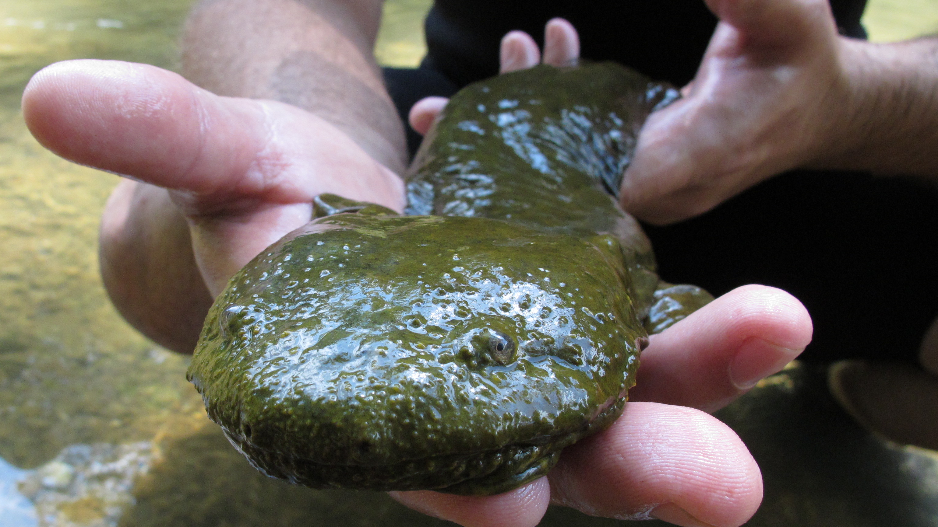 Pennsylvania Votes To Name Eastern Hellbender Salamander Official
