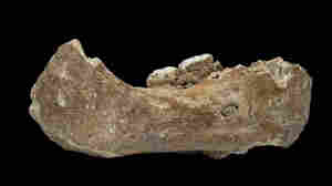 Denisovans, A Mysterious Kind Of Ancient Humans, Are Traced To Tibet