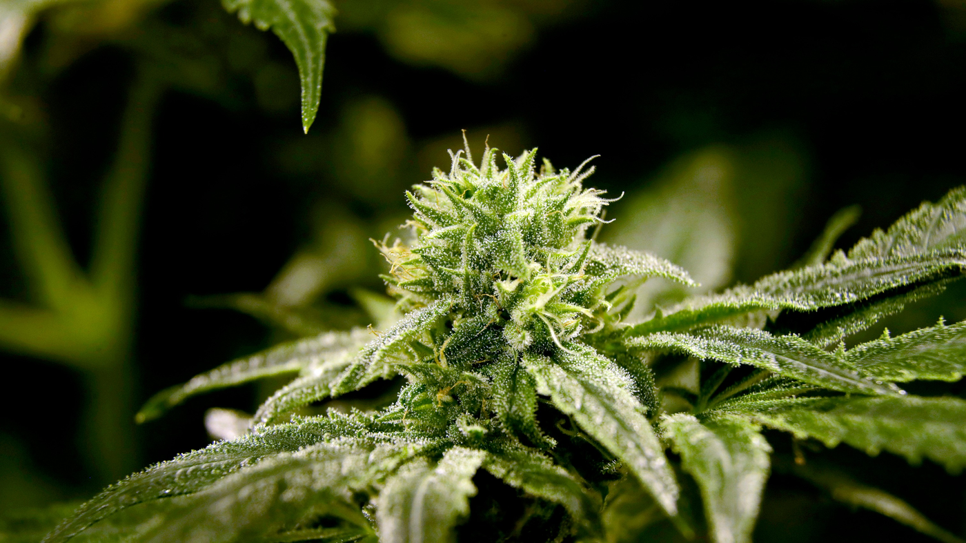 essay on legalization of marijuana