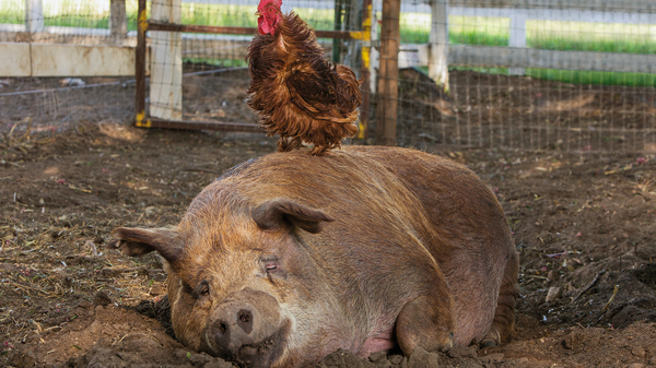 Some Pig: A documentarian and his spouse decamp to rural California to live off the land, or try to, in the documentary Biggest Little Farm.
