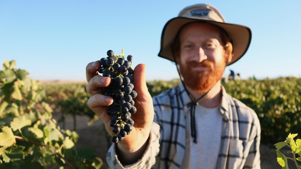 Charles Brain helps hand harvest grapes in a Shiraz vineyard in the Swartland wine region of South Africa. Lubanzi wines, which was started by Brain and his partner, Walker Brown, earned its B Corp certification this year.