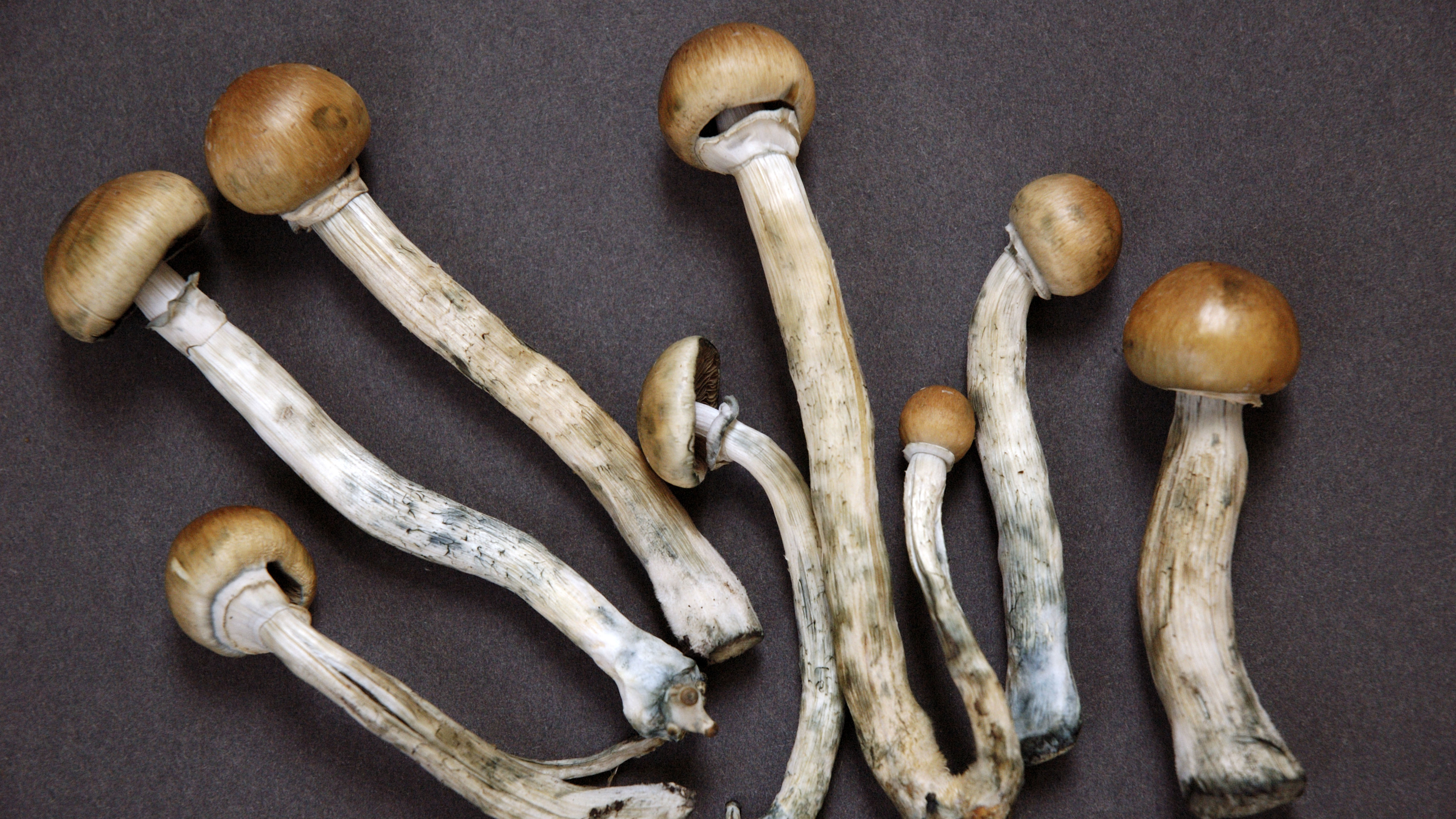 Mexican Cubensis