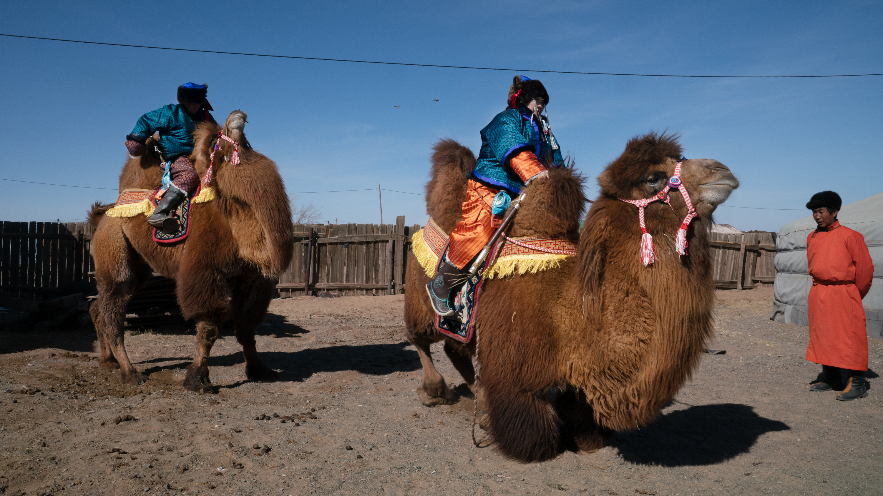 2019 mongolia camels charbage01 wide 6bd1d24675068d4898d5c6c250197082d43c0922