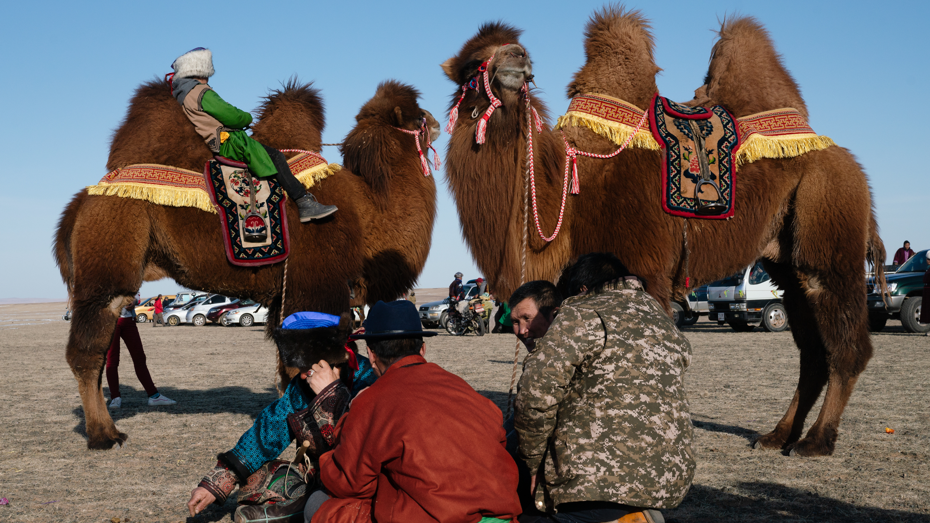 Enkhbaatar and Dulamsuren brought two of their most gentle camels with them for the "Beautiful Couple Contest." Pictured in the foreground is Mashan Huren ("floppy brown one") and behind is Hos Yagaan ("double pink").